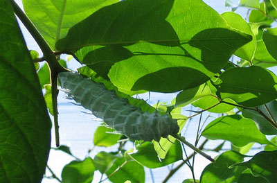 Butterfly Farm Aruba