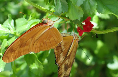 Butterfly Farm Aruba