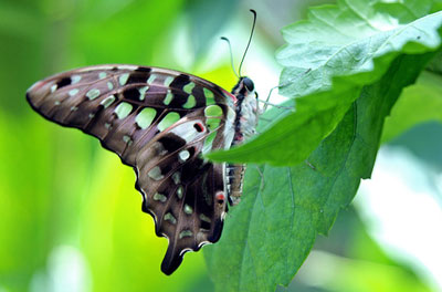 Butterfly Farm Aruba