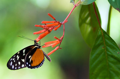 Butterfly Farm Aruba