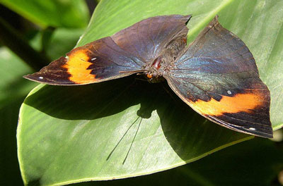 Butterfly Farm Aruba