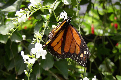 Butterfly Farm Aruba