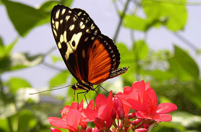 Butterfly Farm Aruba