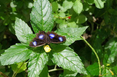 Butterfly Farm Aruba