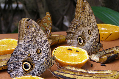 Butterfly Farm Aruba