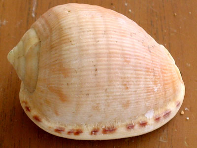 Shells from ArubaHouse Beach