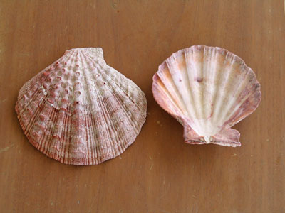 Shells from ArubaHouse Beach