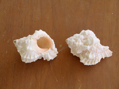 Shells from ArubaHouse Beach