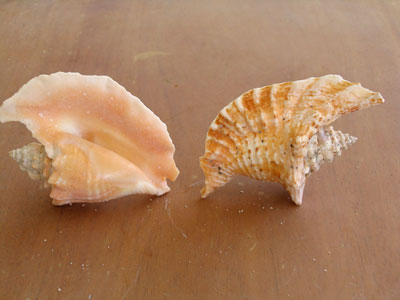 Shells from ArubaHouse Beach