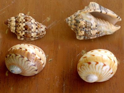 shells on beach. Shells from ArubaHouse Beach