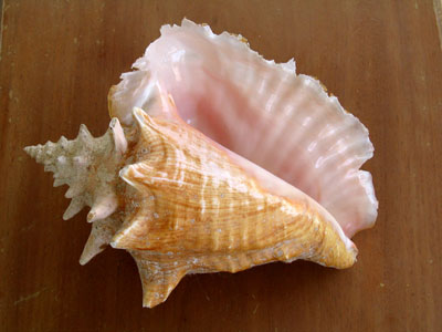 Sea Shell Image Gallery