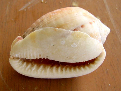 Shells from ArubaHouse Beach