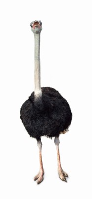 Ostrich