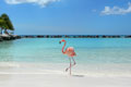 Flamingo Chillin' at the Beach